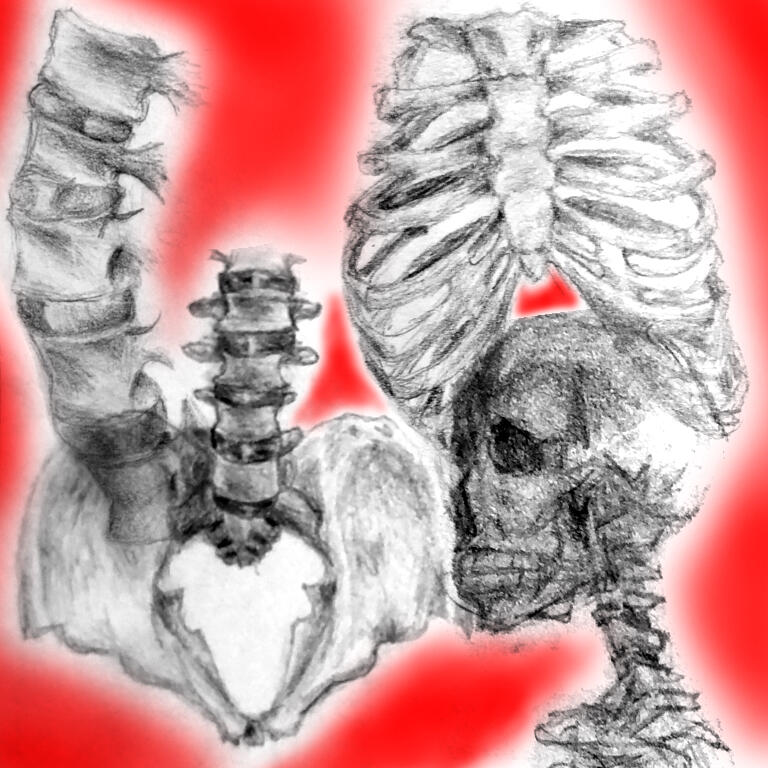 skeleton sketches from my art studies